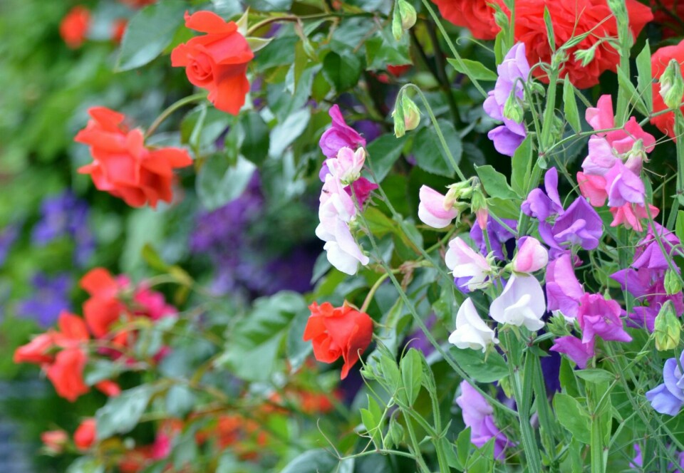 ERTEBLOMST: Ikke en sommer uten duften av erteblomster! De kommer i mange farger, og trenger et klatrestativ å slynge seg rundt, gjerne et gjerde eller et espalier. Her i lykkelig naboskap med roser og klematis.