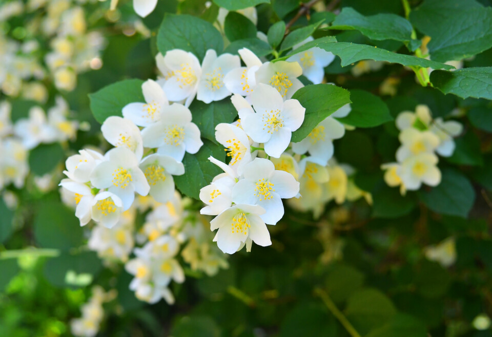 DUFTSKJÆRSMIN: Kan ofte luktes før den sees og er en deilig duftbombe av en busk som blomstrer raust med hvite blomster midtsommers.