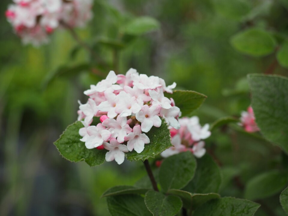 KOREAKROSSVED: Busken blomstrer med vakre klaser av små blomster som starter i lys rosa og går over i hvitt når de springer helt ut. Fyller hagen med den deiligste duft. Blomstene dufter ekstra sterkt mot kvelden.