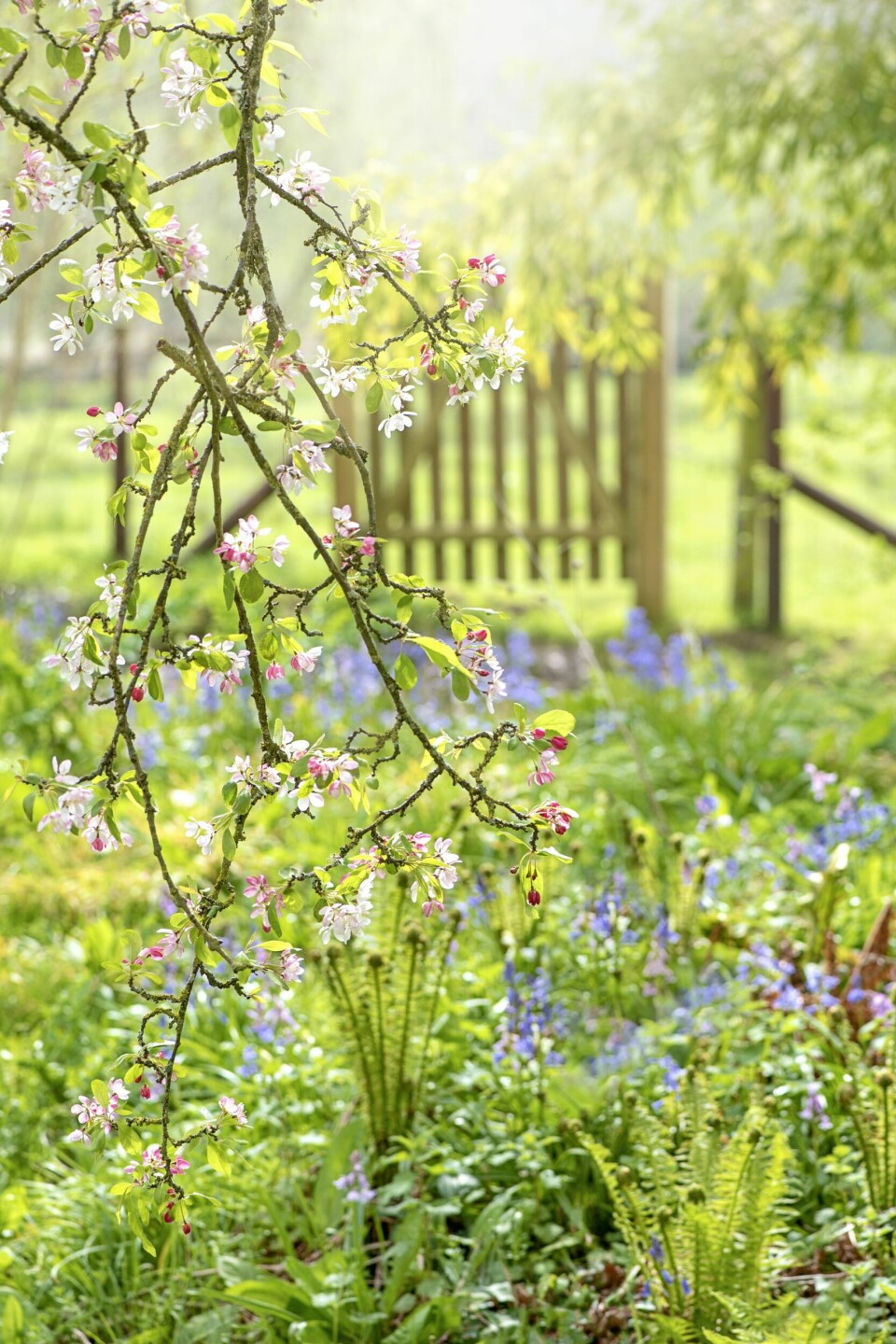 Blomstrende plen: Er du så heldig å ha gresset fullt av løker, så dropp å bytte plen i dette området! For løker med naturlig spredning tar det år å opparbeide! La heller gresset gro og klipp en liten sti igjennom herligheten inntil alt har visnet ned og du kan klippe plenen på normal måte. Virker plenen pjuskete, så legg heller på toppdressing fra sekk.