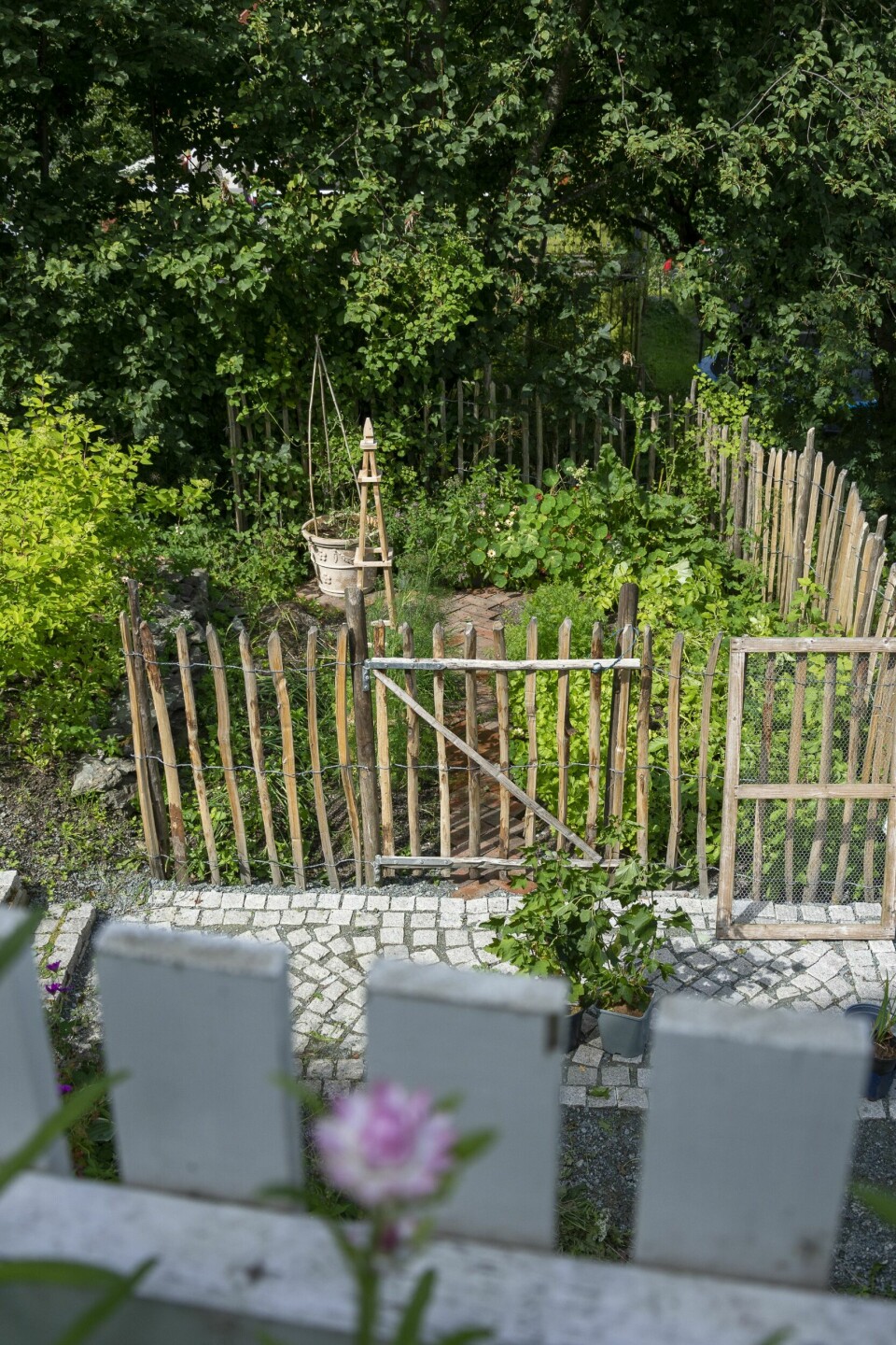 KJØKKENHAGE: I en eldre hage passer det fint å så grønnsaker på friland, som her hos @virpuu. Et kastanjegjerde holder rådyr på avstand og gir en fin innramming av kjøkkenhagen. Husk at grønnsaker foretrekker full sol, og plassere helst kjøkkenhagen i nærheten av en vannkran!
