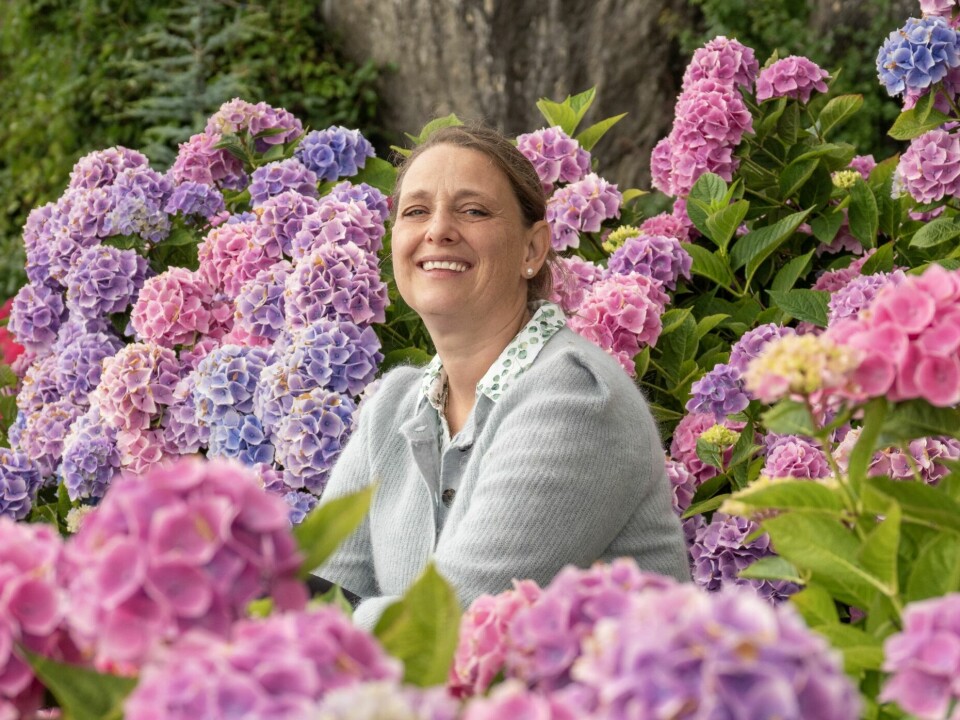 BLOMSTERHAV: Tone har grønne fingre og elsker å holde på i hagen, særlig hortensia stortrives her. Hele 40 stykker har hun plantet rundt i uterommet. Når de først starter blomstringen, utkonkurrerer de det meste.