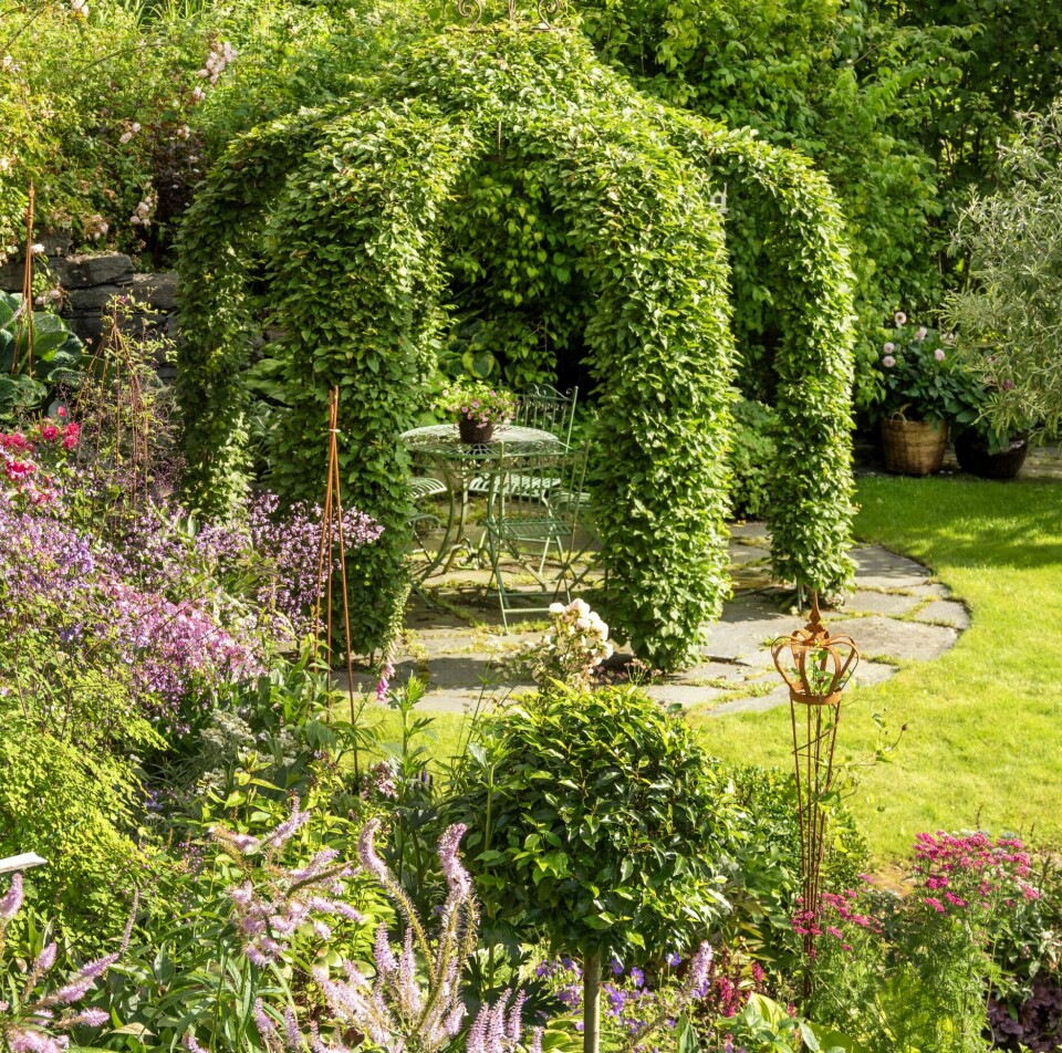 PRIVAT: Paviljongen av agnbøkplanter er plassert bakerst i hagen for å skape et svalt og rolig rom uten innsyn. I forkant vokser vingefrøstjernene, ryllik, stjerneskjem og hosta.