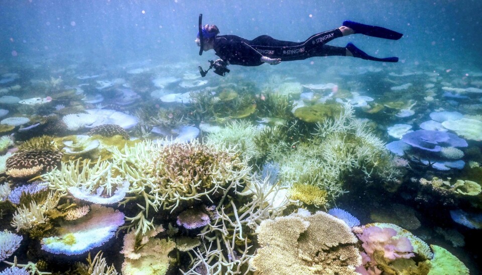 DYKKING: En marinbiolog snorkler ved Great Barrier Reef utenfor Queensland. Marinbiologen kom seg forhåpentligvis trygt om bord båten sin igjen. Ekteparet Lonegan led i i 1998 en langt mer utrivelig skjebne.