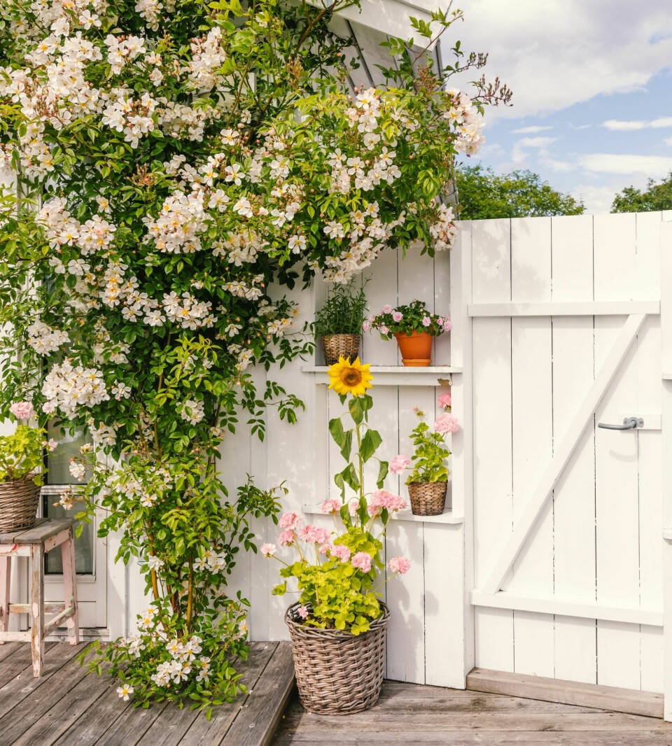 FLERFUNKSJONELL: Leveggen ved annekset fungerer både som sittebenk, oppbevaring, plantestativ og dekorasjon.