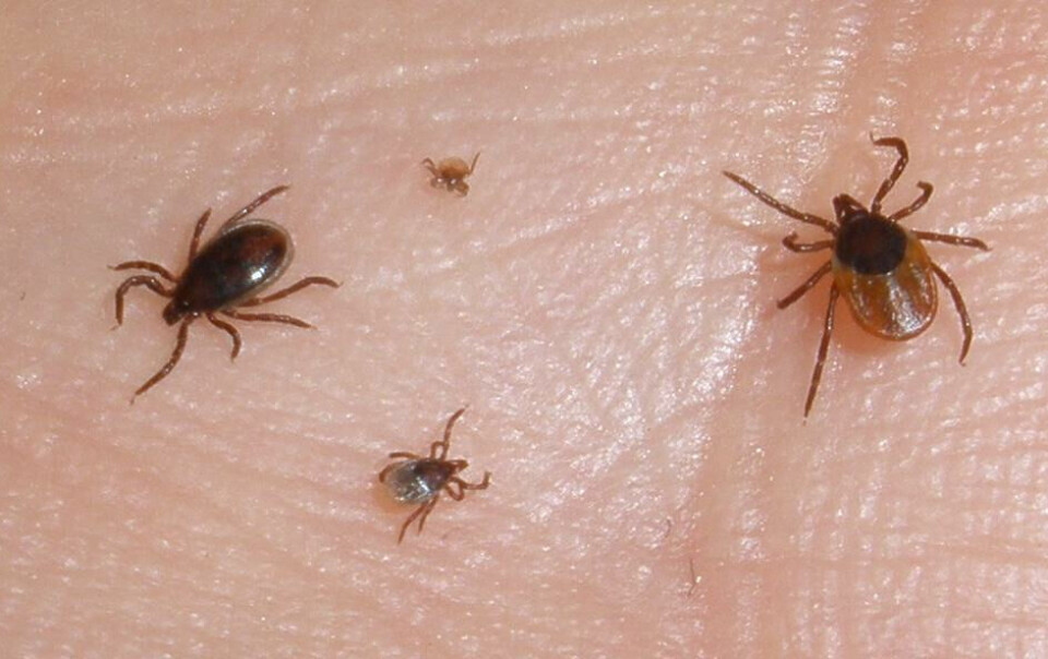 ULIKE STADIER: Flåtten har ulik størrelse på ulike stadier i livet. Mennesker blir som oftest bitt av en liten nymfe, en ungdomsflått.