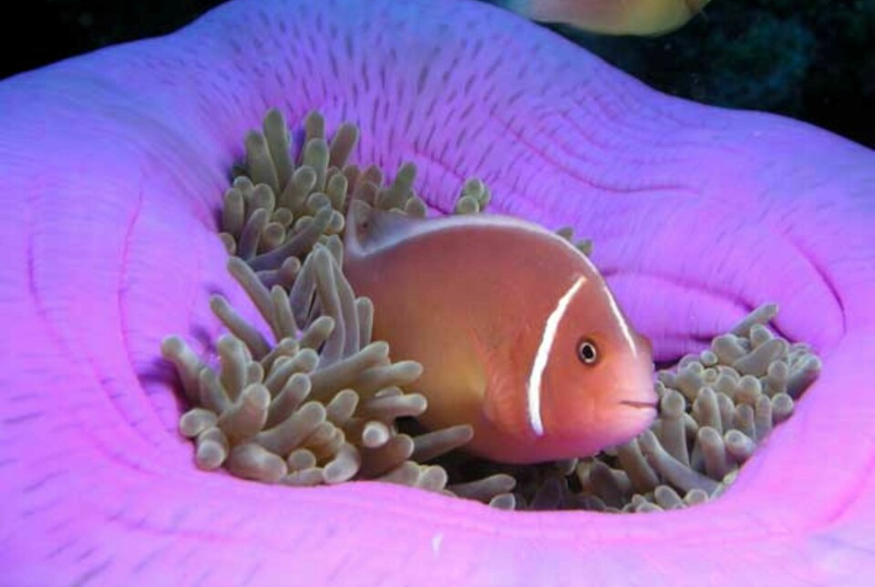 SPEKTAKULÆRT DYRELIV: Et dykk ved Great Barrier Reef kan være en opplevelse for livet.