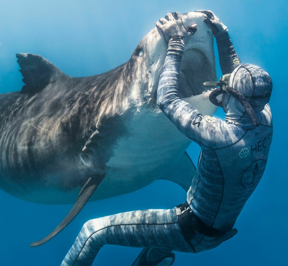 BLE DE ANGREPET AV TIGERHAIER?: Enkelte spekulerte i at ekteparet Lonergangs kunne ha blitt forfulgt av tigerhaier, og drept. – Tigerhaien kan sirkle rundt deg i timevis, før den går til angrep, uttalte en ekspert. Bildet er brukt i illustrasjonsøyemed.