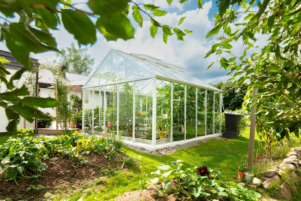 KORT VEI: Plasseres veksthuset nær boligen og terrassen, vil det være lett å stikke innom fra tidlig vår til sen høst. En oppsamlingstønne til regnvann gir et verdifullt tilskudd til vanningen. Drivhuset Green Room fra Willab Garden gir plass til dyrking og hygge.