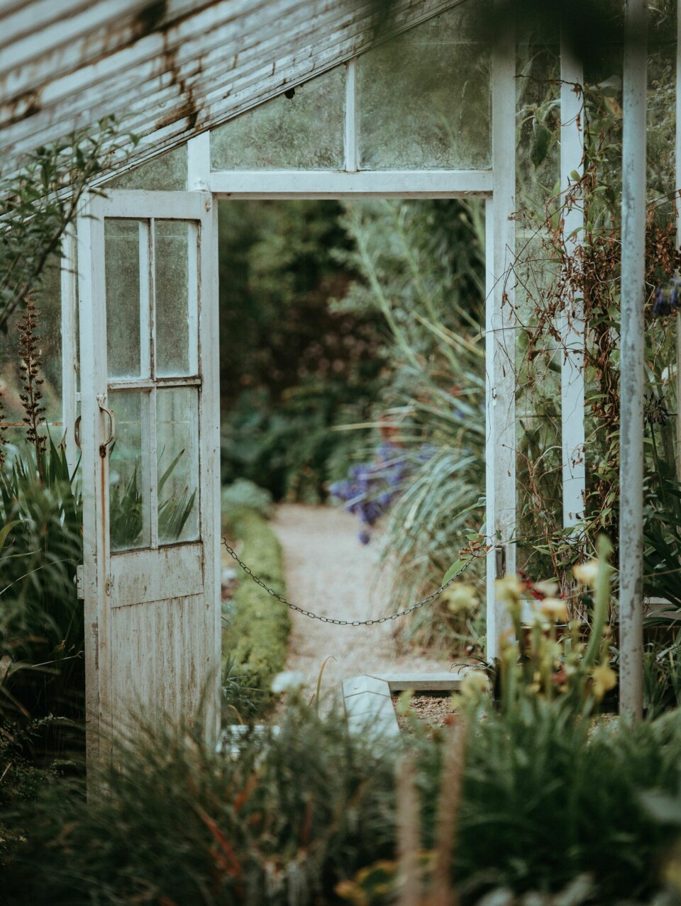 HAGEMAGI: Uansett om du har et gammelt eller nytt drivhus, dette er hagerommet hvor fantasien kan løpe løpsk og klimasonene utfordres, slik at dyrkedrømmene kan oppfylles.