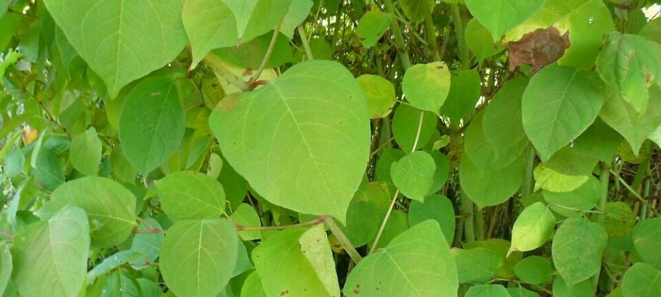 Skrekk-ugresset du virkelig IKKE vil ha i hagen