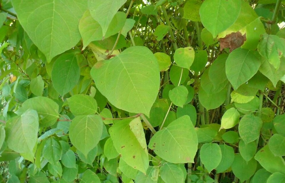 Skrekk-ugresset er nesten umulig å bli kvitt