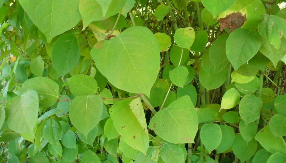 – Oppdager du den i hagen, må du handle umiddelbart