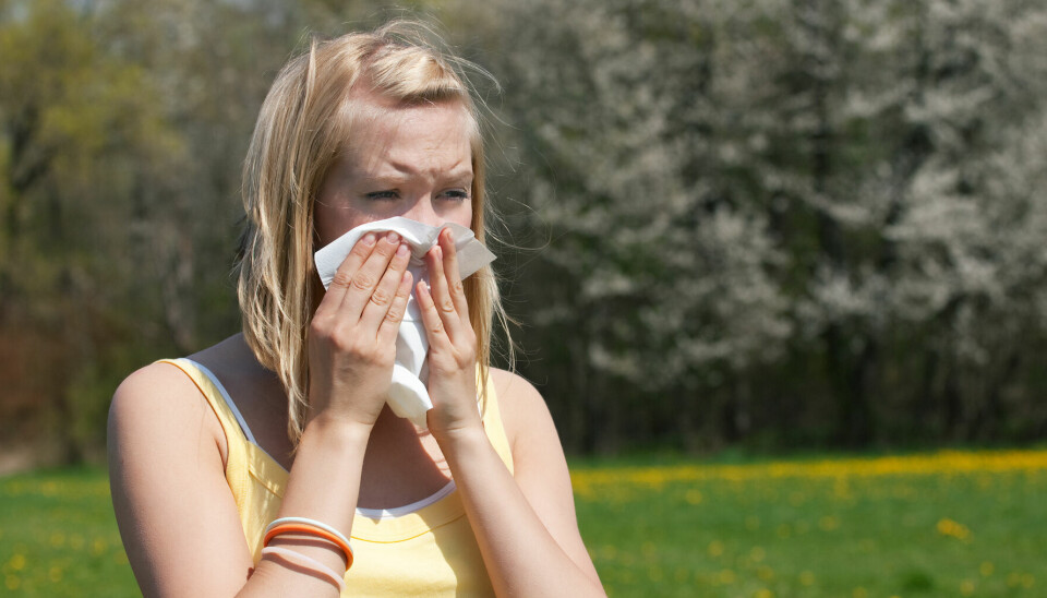 PLUTSELIG RAMMET: Du trenger ikke være langvarig allergiker for å plutselig reagere kraftig på pollen.