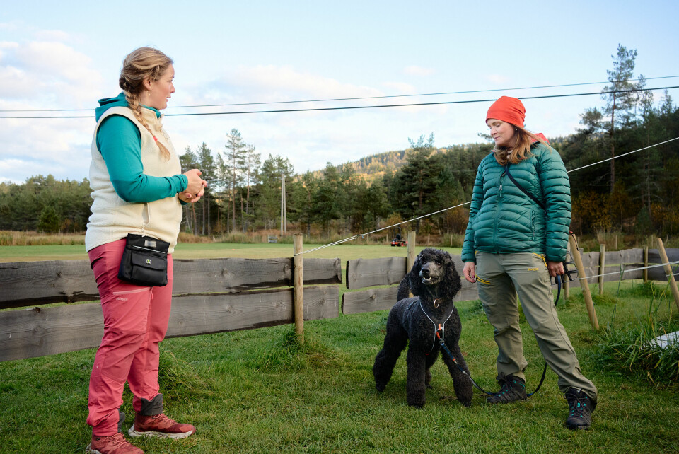 REDD: Noe av det verste som kan skje, er at Kathrine ikke får bukt med utfordringene hunden har.