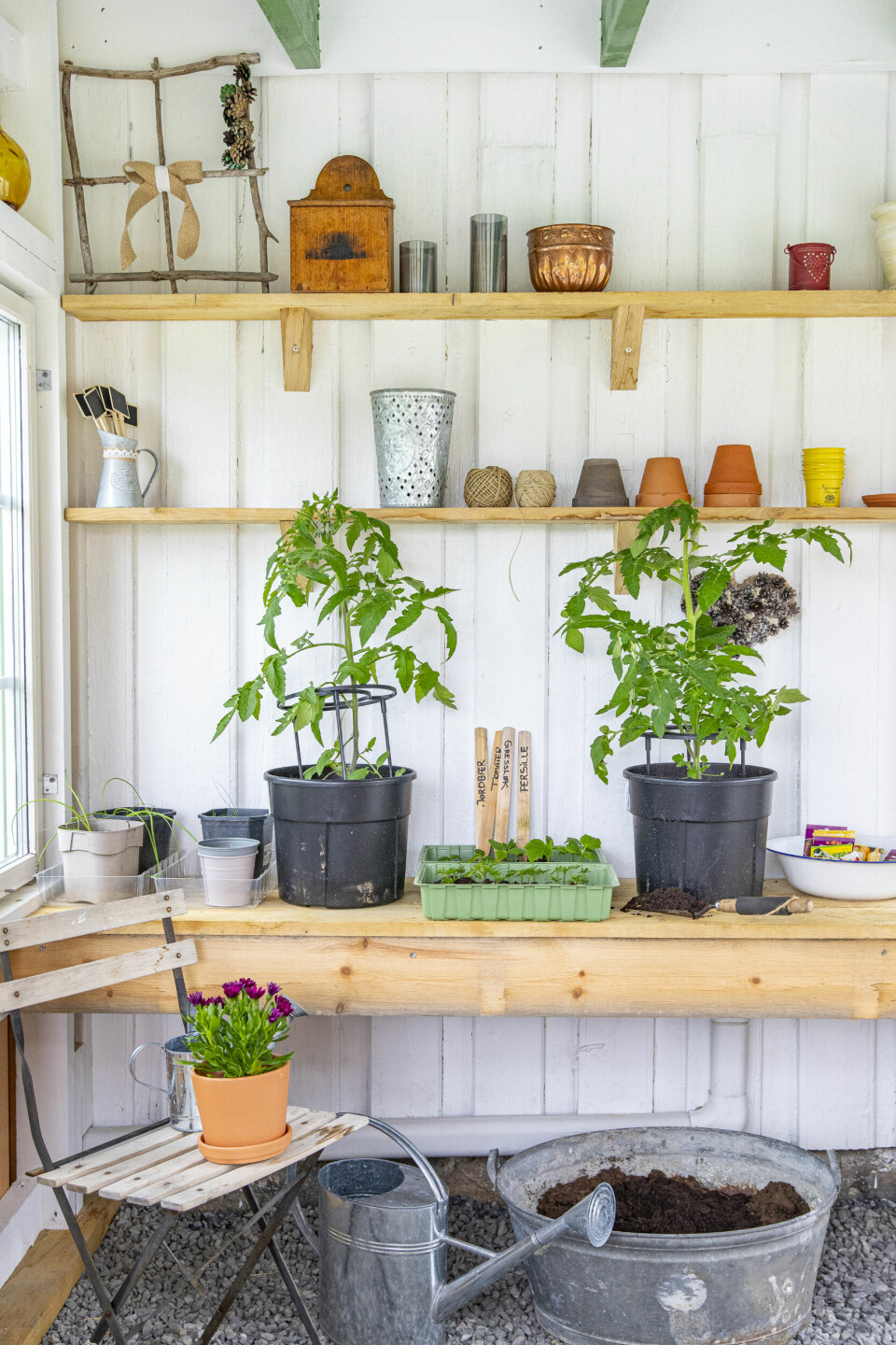 VEGG I VEGG: Drivhuset har de bygd vegg i vegg med huset. Her har Lill litt ulike grønnsaker, og hun ønsker å utvide. I år skal de plante enda mer poteter enn i fjor nede på jordet.