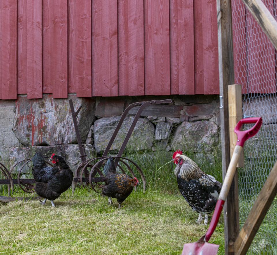 FIN FLOKK: Paret har en flott flokk med høner, og hane, som legger flere ulike fargede egg. De ønsker seg flere dyr med tiden.