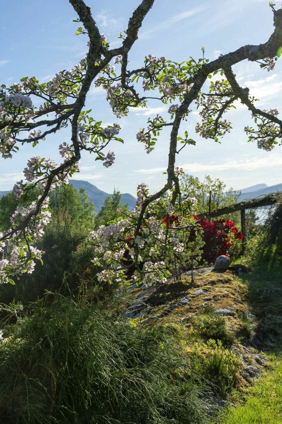 JAPANSKE VIBBER: Det er unektelig noe japansk over denne delen av hagen hvor epletreet brer sine blomstrende grener over et modellert berg omringet av rododendron og ‘bonsaifuru’. Vanlig furu og gran kan lett formes ved å knipe de nye vårskuddene.