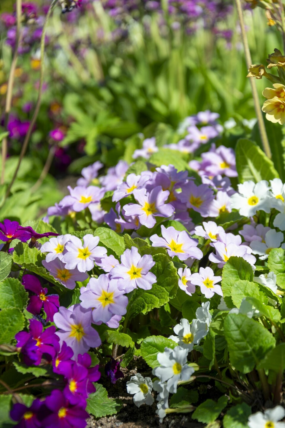 VÅRFAVORITT: Når primula blomstrer, da er det vår! I primulabedet kommer det nye fargevarianter av seg selv. To av variantene har Christian gitt navn etter de to barnebarna. Else har også fått sin egen sort.