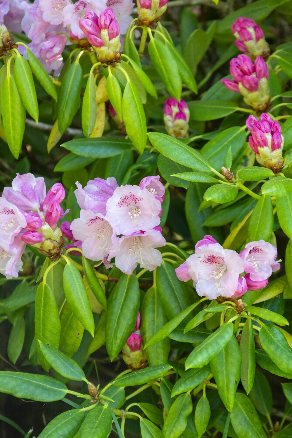 LAGER EGNE PLANTER: Christian har i mange år laget egne planter ved å bestøve dem og krysse sorter. Dette er en vakker rododendron han har avlet frem selv.