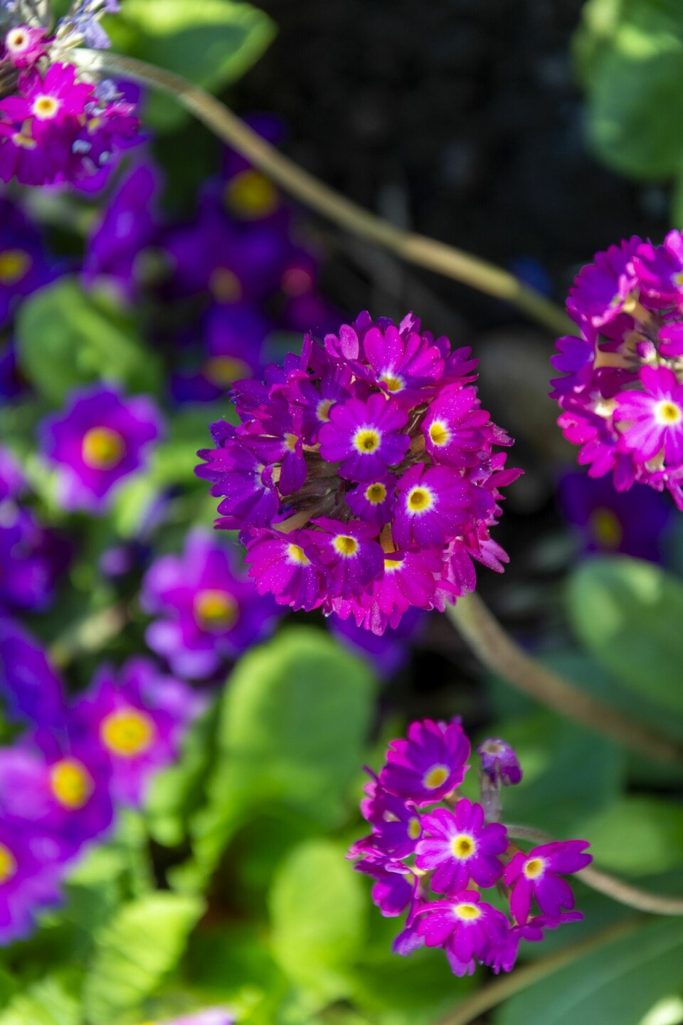 FARGERIK: Kuleprimula i en vakker fargekombinasjon: En herlig cerisefarge med gult senter.