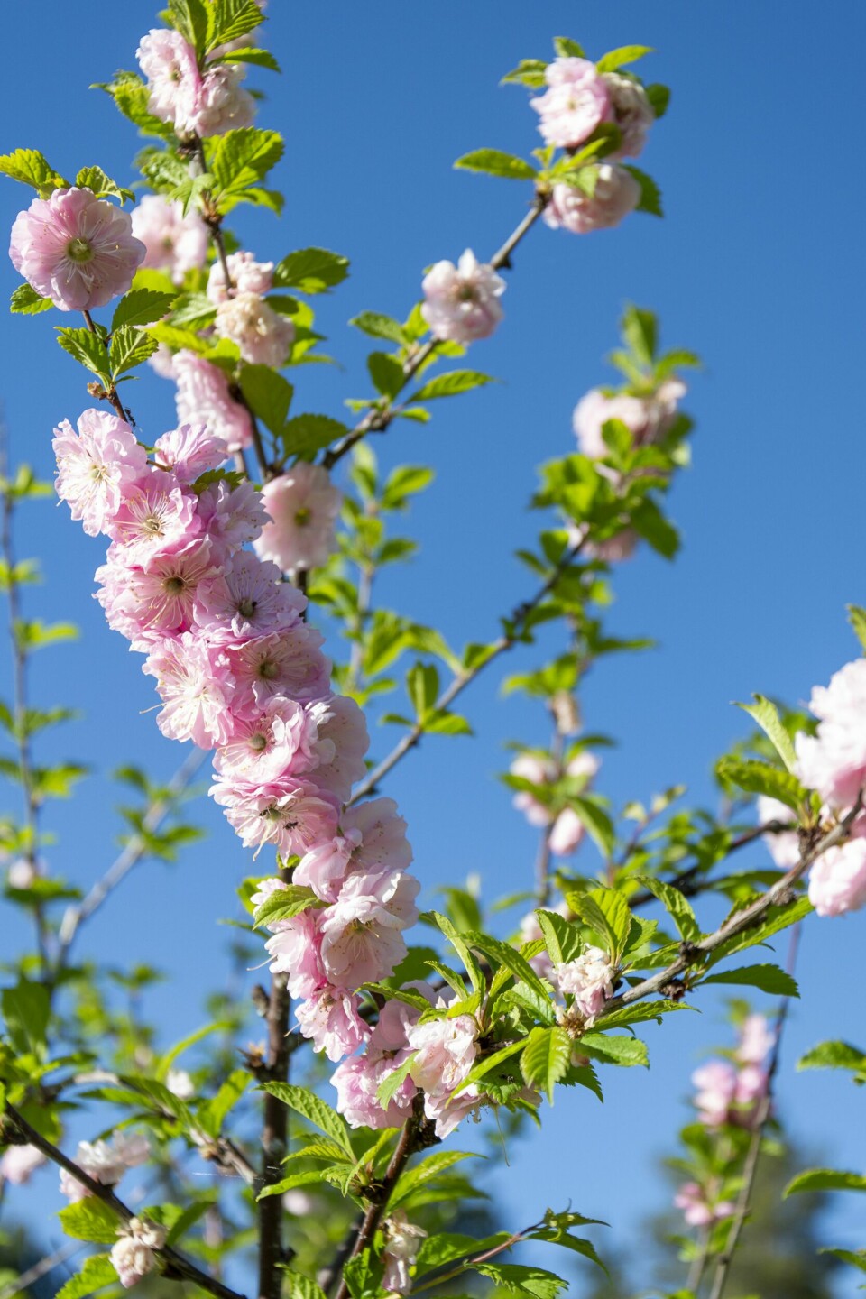 ROSER PÅ EN KVIST: Elses rosemandeltre har nydelig blomstring i år.