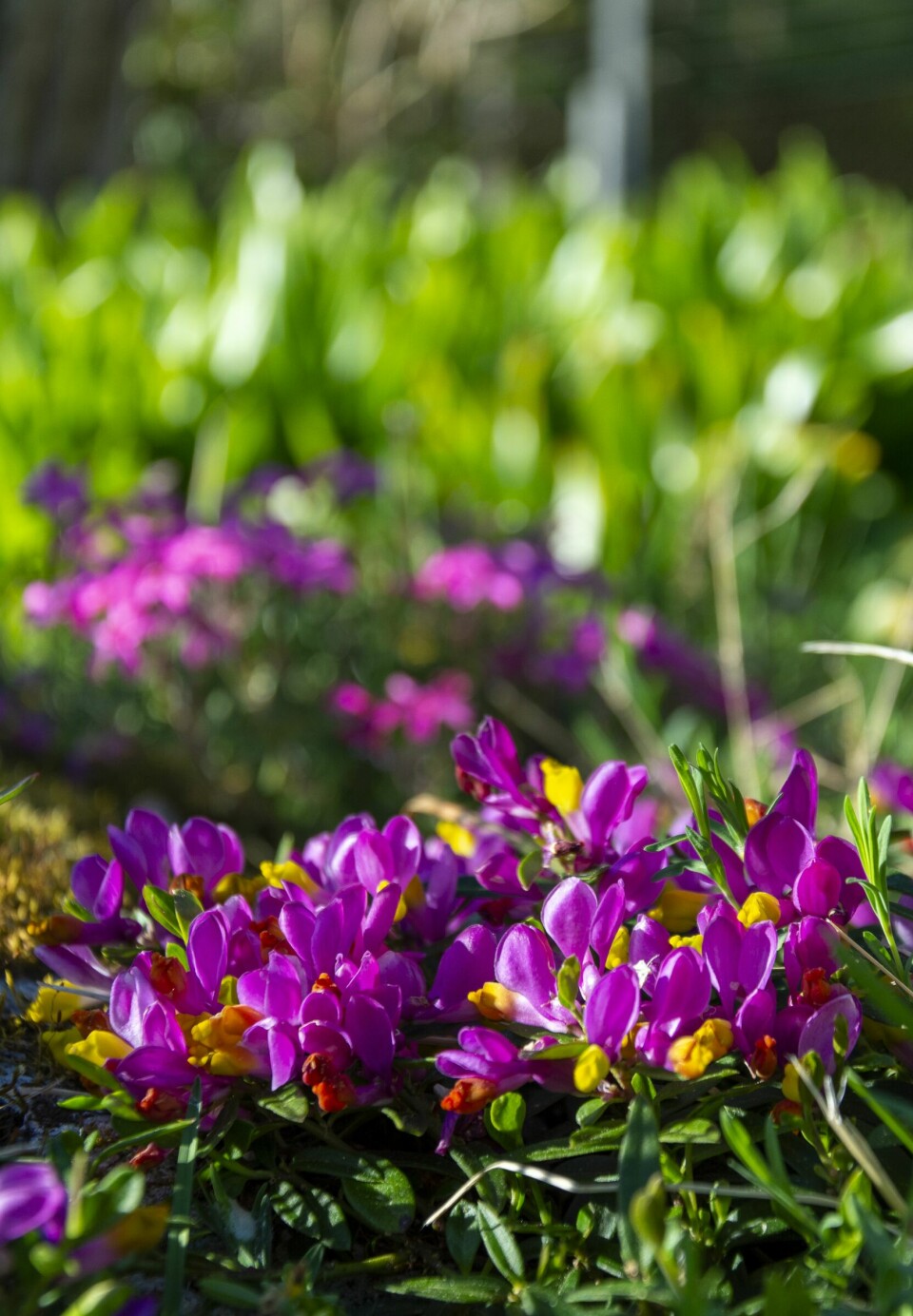 VOKSEVILLIG: Buskblåfjær (Polygala chamaebuxus) er en liten busk som Christian sådde selv for mange år siden. Christian er glad i fargerike planter og denne er i tillegg litt spesiell. – Når den får bre seg utover så vises den jo, sier han.