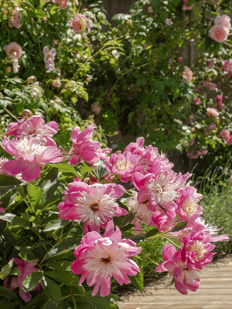 FAVORITTPEON: 'Bowl of Beauty' er en prisvinnende, kinesisk peon. Her er den på slutten av sin blomstringstid. De anemonelignende blomstene har kraftig rosafarge og mange gule, smale kronblader i midten. Peonen lukter nydelig og har stødige stilker. De kan stå fint i over en uke i vase.