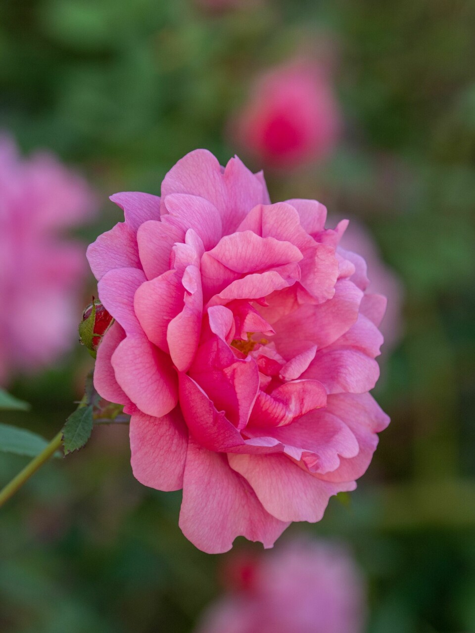 ROSA SKJØNNHET: Buskrosen 'John Davis' er en remonterende sort med busket vekst som blir 50-20 centimeter høy. Den har blanke blader og store, fylte blomster med en svak moskusaktig duft.