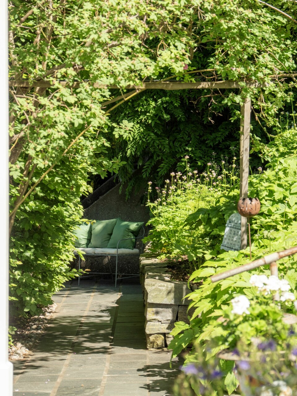 EN STJERNE: Rosesesongen starter foran huset med en fem meter høy hurdalsrose som nå er avblomstret.– Den gir enorm glede og har en fantastisk mengde blomster. Jeg tipper den er rundt femti år gammel.