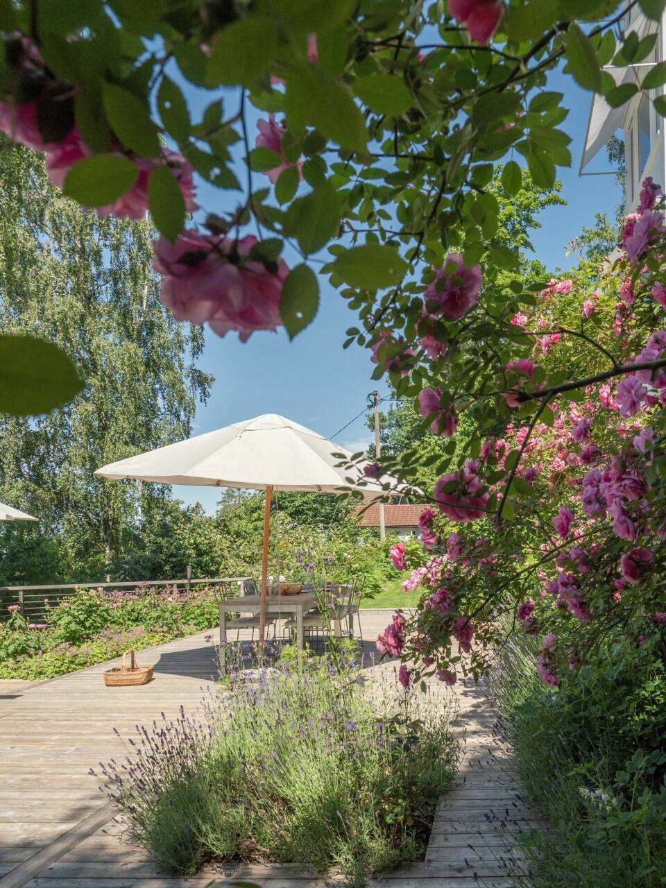 FRODIG I HØYDEN: En lang levegg som er dekket av klatreroser rammer inn plattingen. – For at ikke plattingen skulle virke så massiv, laget vi den over tre ulike nivåer og tegnet inn bed. I bedet nærmest kamera vokser lavendel foran rosen 'John Davis'.