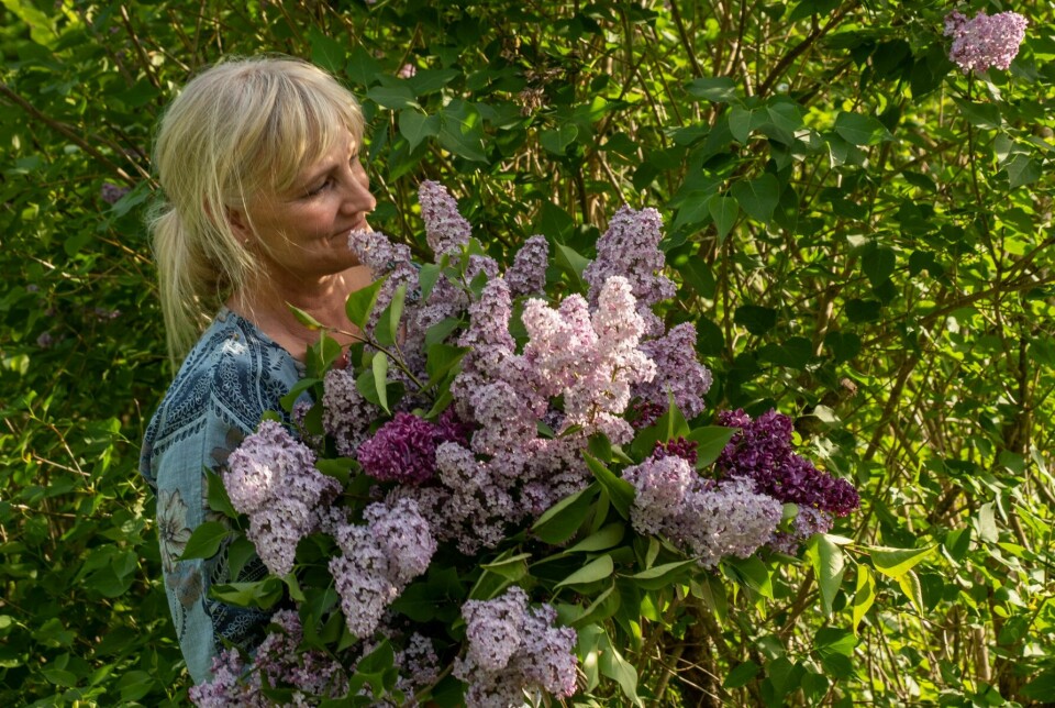 DUFTENDE, FAVNEN FULL: Edelsyrin, Syringa ’Andenken an Ludwig Späth’ (mørkeste), nikkesyrin og vanlig syrin, Syringa vulgaris.