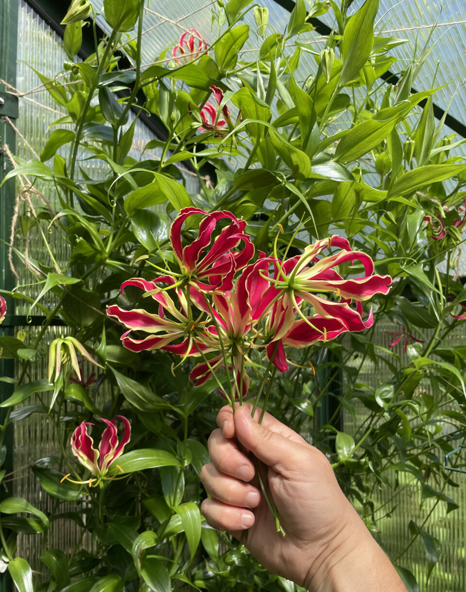 Kortreist og eksotisk: I veksthuset vil klatreplanter som Gloriosa superba stortrives og gi skygge. Når bordet skal pyntes er det gjort på 1-2-3, med noen små vaser og en saks.