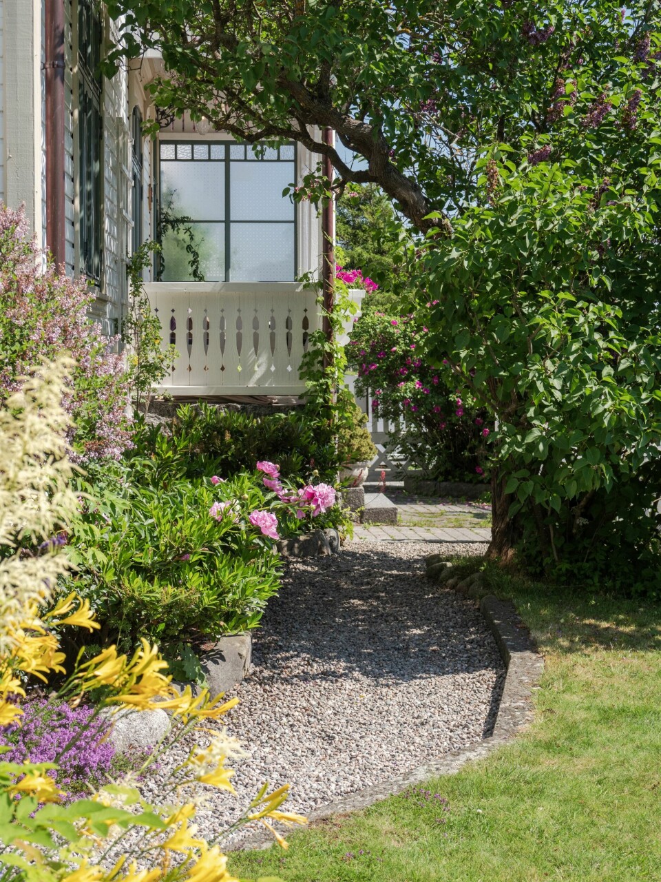 FORHAGEN: – Mange av blomstene våre er innenfor fargeskalaen rosa, lilla, hvitt og blått. Det passer godt til en gammeldags hage.De gule fargene popper opp innimellom og skaper en fin kontrast.I bedene sees daglilje, peon, dvergsyrin, marikåpe og en laubærhegg. Oppover verandaen klatrer en utålmodig humle i rekordfart. Hagestien er kantet med gammel granittstein og fylt med elvesingel.