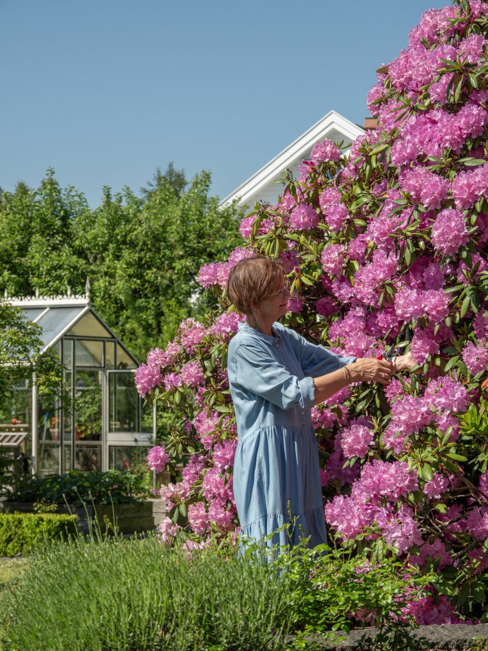 RODODENDRON 'GRANDIFLORUM': – Denne busken er snart 40 år gammel. Den er utrolig flott når den blomstrer, også er den vintergrønn. Den trives nok sammen med eiketrærne som står bak. De er tørste og sørger for at den aldri blir stående med beina i vann. Den får rododendrongjødsel tidlig på våren og en ny runde utpå sommeren når den er avblomstret.