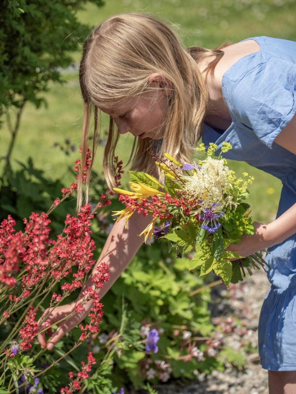 UT Å PLUKKE: Barnebarnet Ellinor tar gjerne en runde i hagen og plukker en bukett til middagsbordet når familien er samlet. Stauden alunrot har stått her fra gammelt av. Trude har delt den og plantet den flere stedet rundt i uterommet.