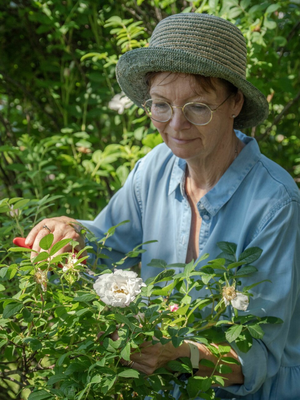 EN KLASSIKER: Buskrosen `Louise Bugnet´er nydelig med rosa kant på knoppene. Den er hardfør, remonterer noe og klarer seg selv om den er plantet på kanten av en mur. – Den får en del tørre kvister her hos oss så jeg klipper bort det som er dødt hver vår.