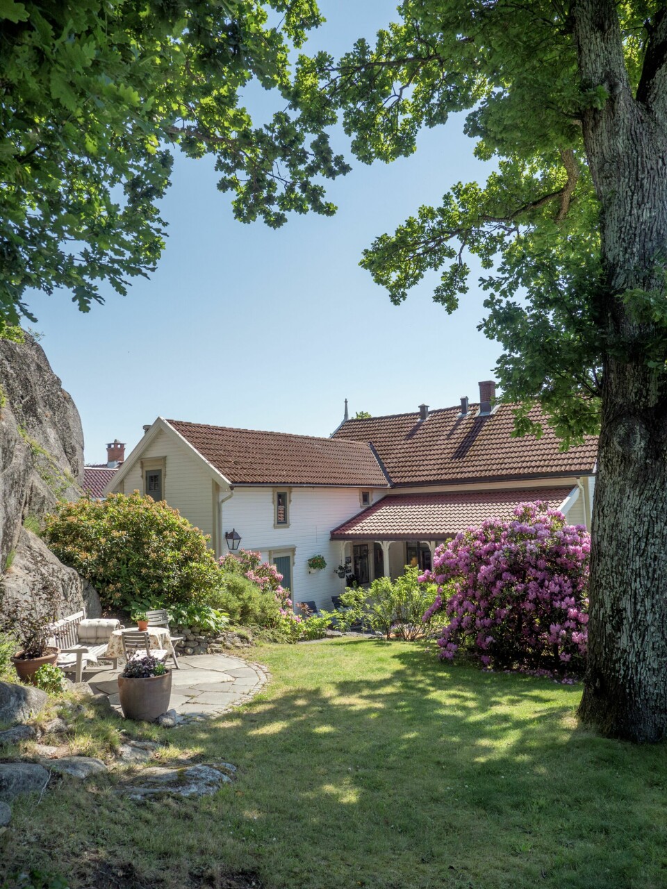 BAKHAGEN: Inn mot fjellet vokser to majestetiske eikretrær. Til venstre vokser en avblomstret rododendron 'Cunningham's White' som er samplantet med ulike typer hosta. Til høyre står rododendron 'Grandiflorum' i all sin prakt.