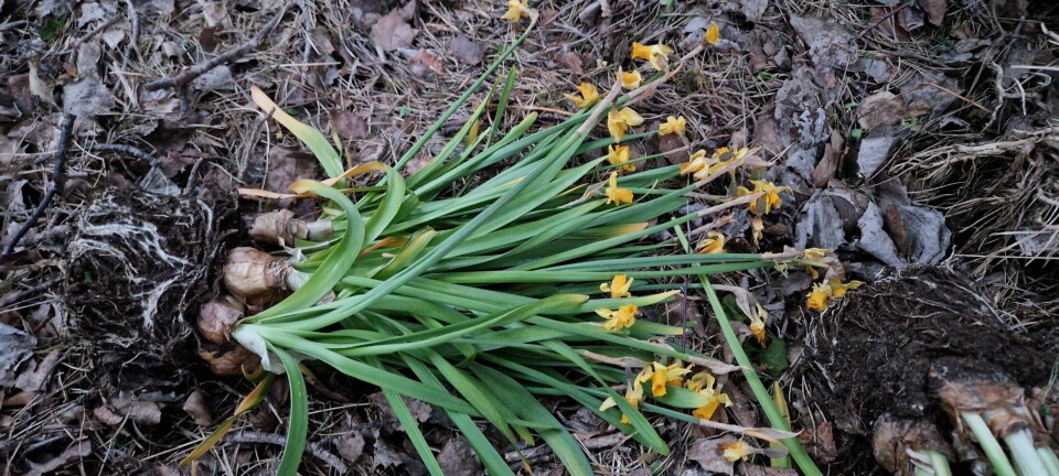 Gartner med beskjed: – Ikke gjør dette