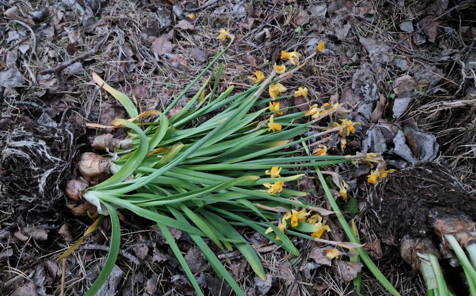 IKKE GJØR DETTE: Gartner og hageekspert viser deg hvordan du kan ta vare på påskelilje-løkene slik at du får de igjen neste vår.