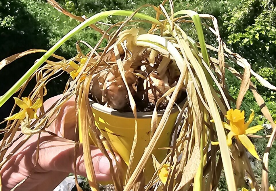 VISNE? JA: Men påskeliljene er slett ikke døde.