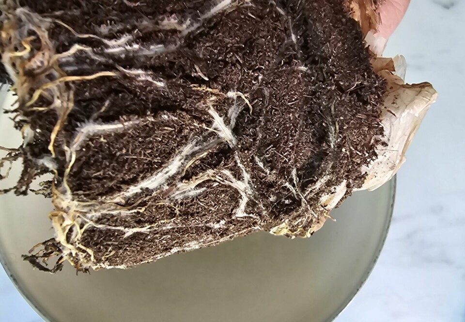 LIV: Her ser man at røttene lever.