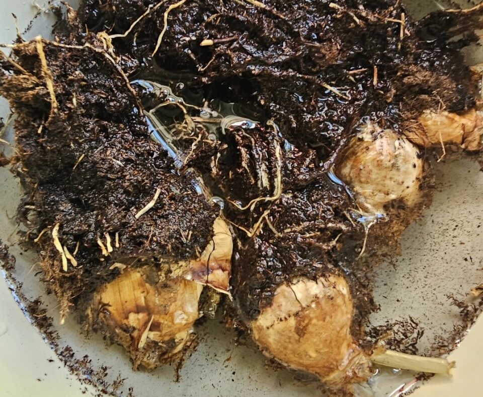 I VANN: Løkene legges i lunkent vann en stund før de plantes ut i hagen.