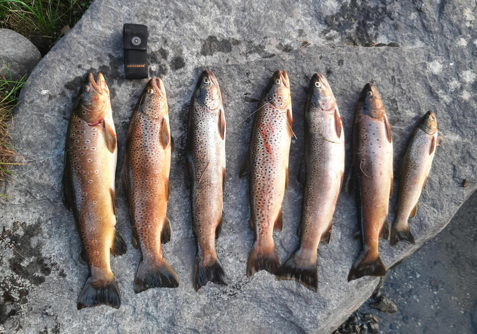 LOT SEG LURE: Pål Atle Fagerli fra Dombås fikk narret disse ørretene på kroken i fjor sommer.