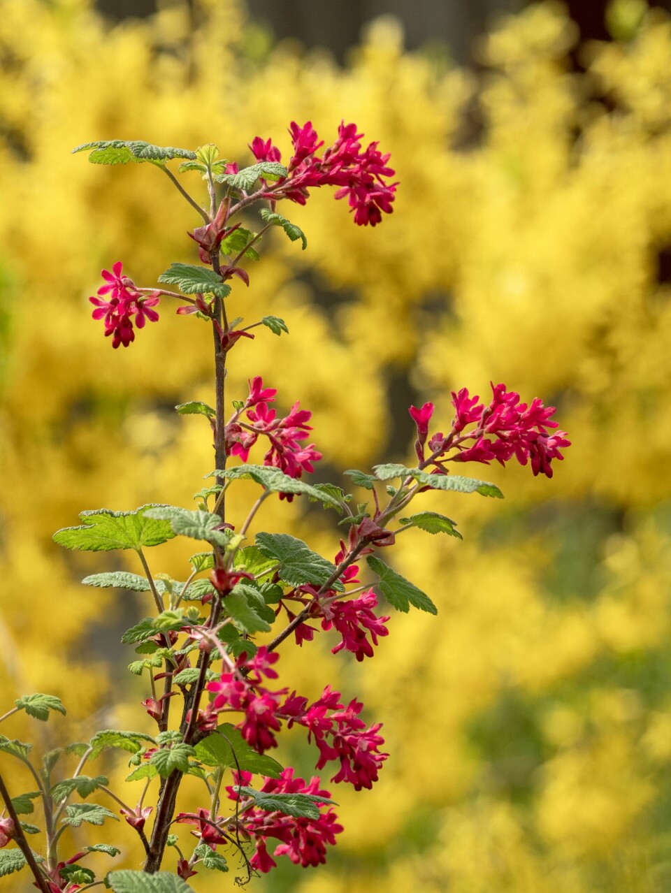 BLODRIPS: Denne busken med massevis av små mørkerosa blomster i klaser er på sitt vakreste i april og mail. Den kan bli inntil tre meter høy og byr på et hav av blomster om den beskjæres jevnlig. Den er vakker både plantet i gruppe med flere eller for seg selv.I bakkant sees en gul gullbusk.