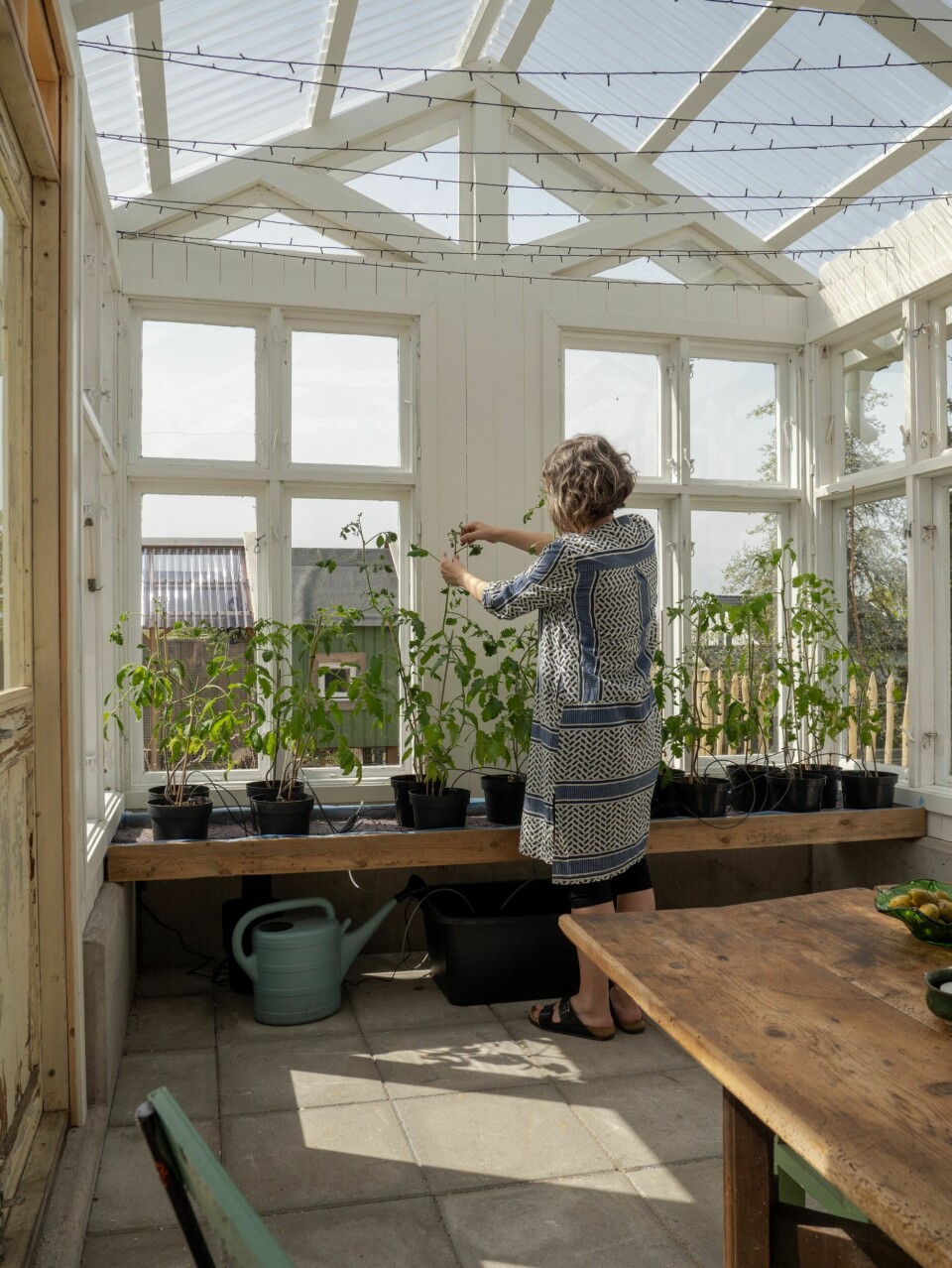 DYRKEGLEDE: I år har Linn sådd fire ulike tomatsorter. Biff- og cherrysortene er blant favorittene. Paret dyrker også chili hvert år. De elsker begge varmen her inne.