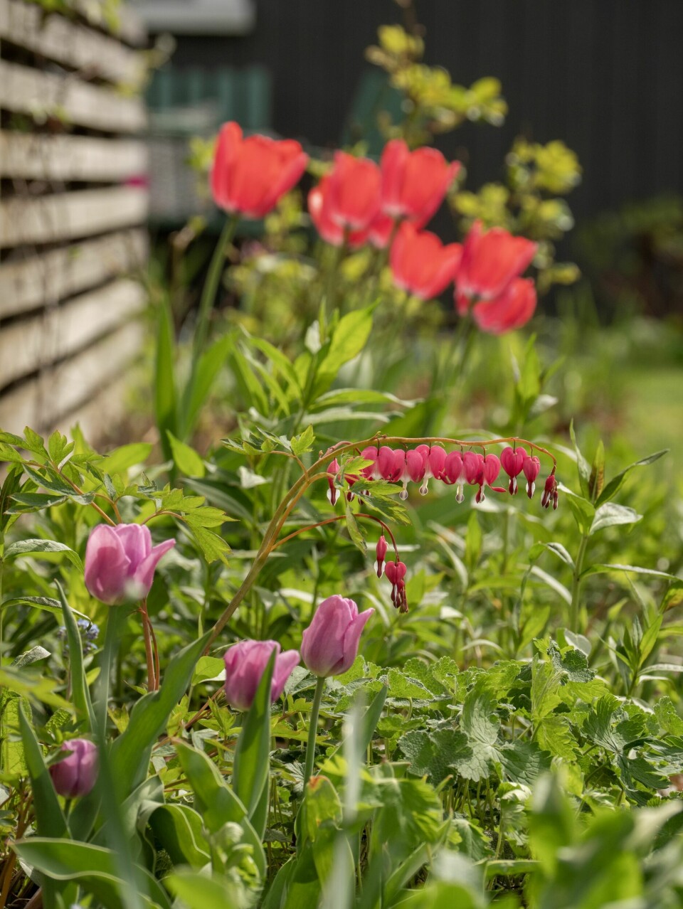 ROSANYANSER: Mellom tulipanene blomstrer den romantiske stauden løytnantshjerte. Den er lettstelt og hardfør, og har vakre, hjerteformede blomster. Den høye Darwintulipanen i bakkant heter 'Trick'. Nærmest kamera vokser 'Don Quichotte'.