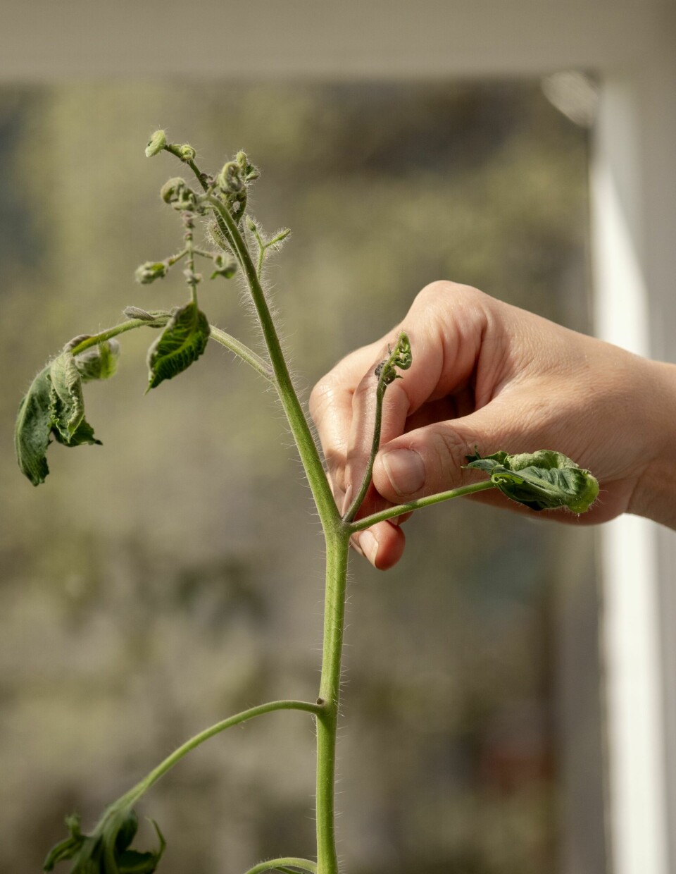 SMART TIPS: – Jeg fjerner sideskuddene på tomatplantene, som min bestefar kalte «tyvene». Det er viktig å fjerne dem for at planten skal bruke mest mulig energi på blomstene og fruktene på hovedstammen. Det gir mange flere tomater.