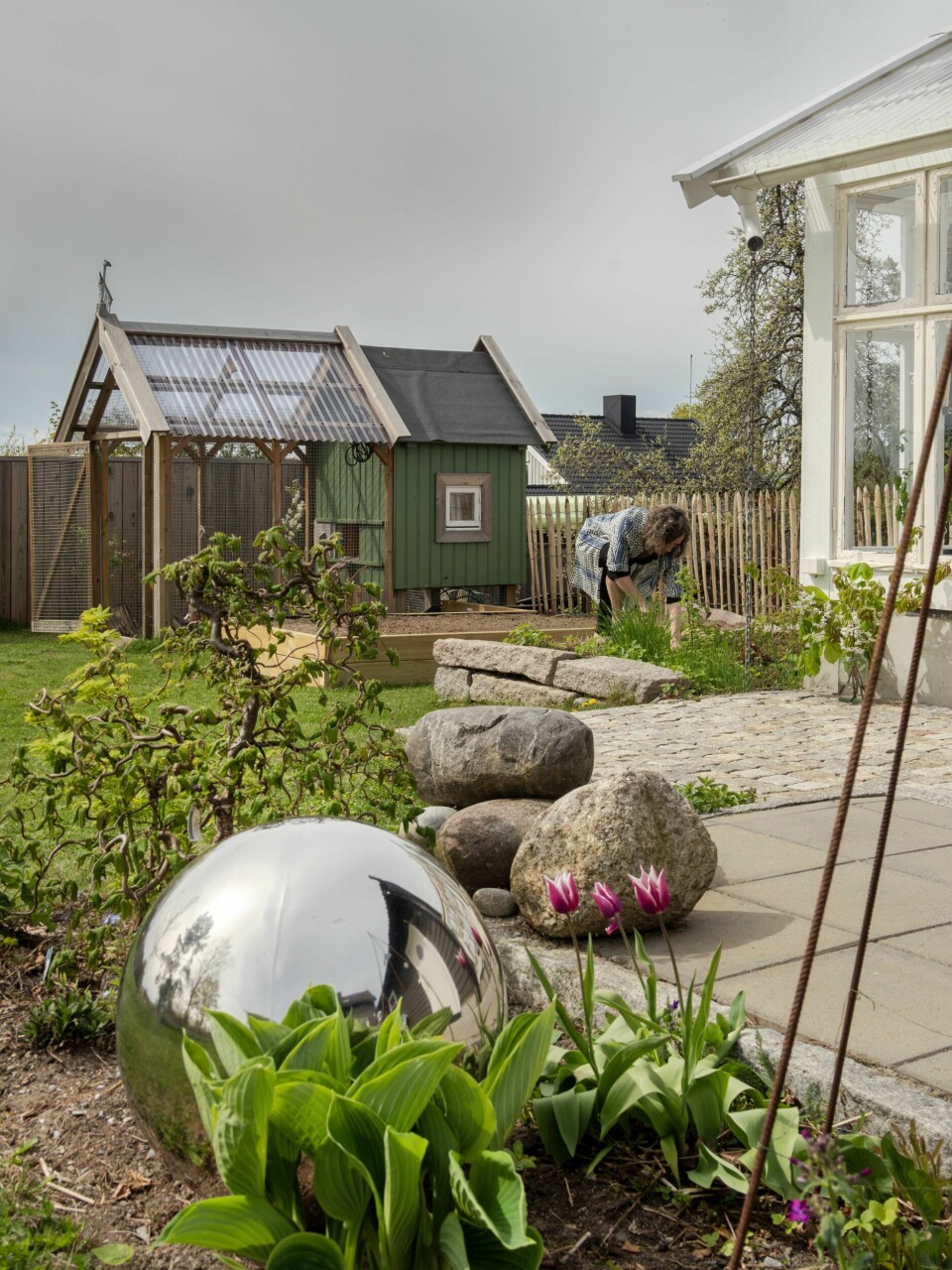 SPENNENDE FORM: Det er på tide å luke i jordbæråkeren i kjøkkenhagen. Den blanke kulen er et av Martins mange gjenbrukskupp. I forkant av den vokser tulipanen 'Maytime'. Bak vokser en dekorativ vrihassel.