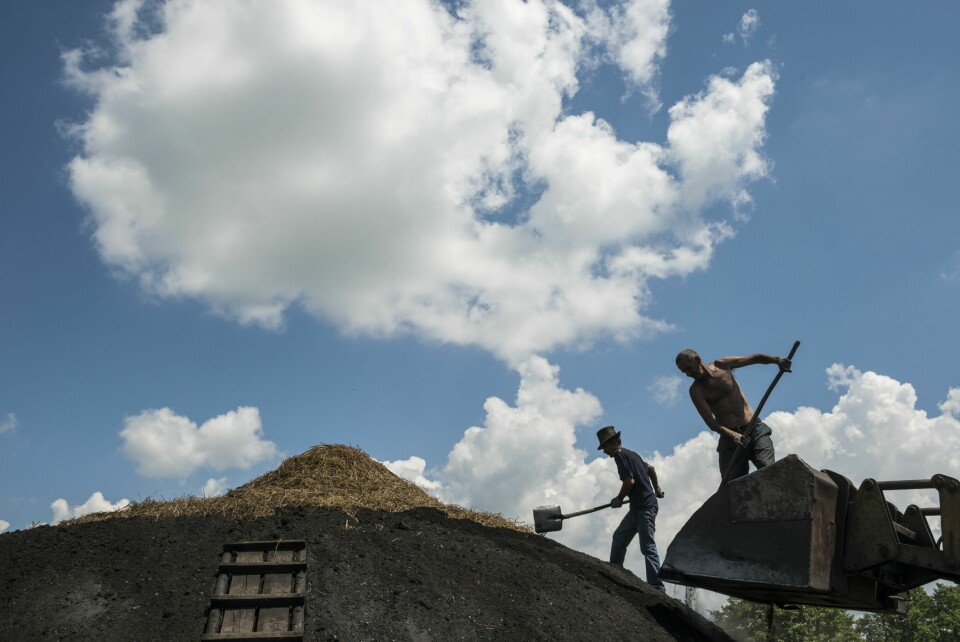 HØY: Siste hånd på verket før oppfyring. Vedstabelen blir dekket av høy og et lag med sand/kullstøv ytterst. Alt gjøres for hånd. − God trening, forteller Árpád, − de første dagene av sesongen verker det i alle muskler før kroppen greier å tilpasse seg.